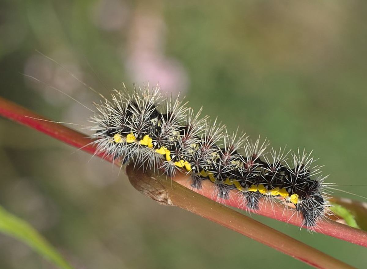The smeared dagger moth has a very spiny caterpillar