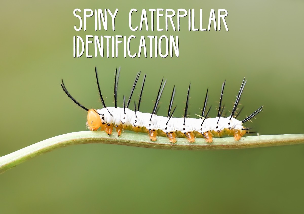 Read on and learn to identify spiny caterpillars. Pictured above is the zebra butterfly's very spiny caterpillar.