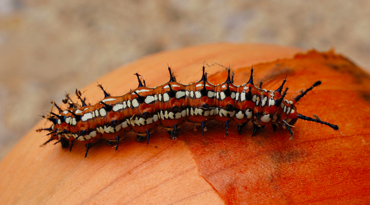 The caterpillar of the variegated fritillary is covered in spines