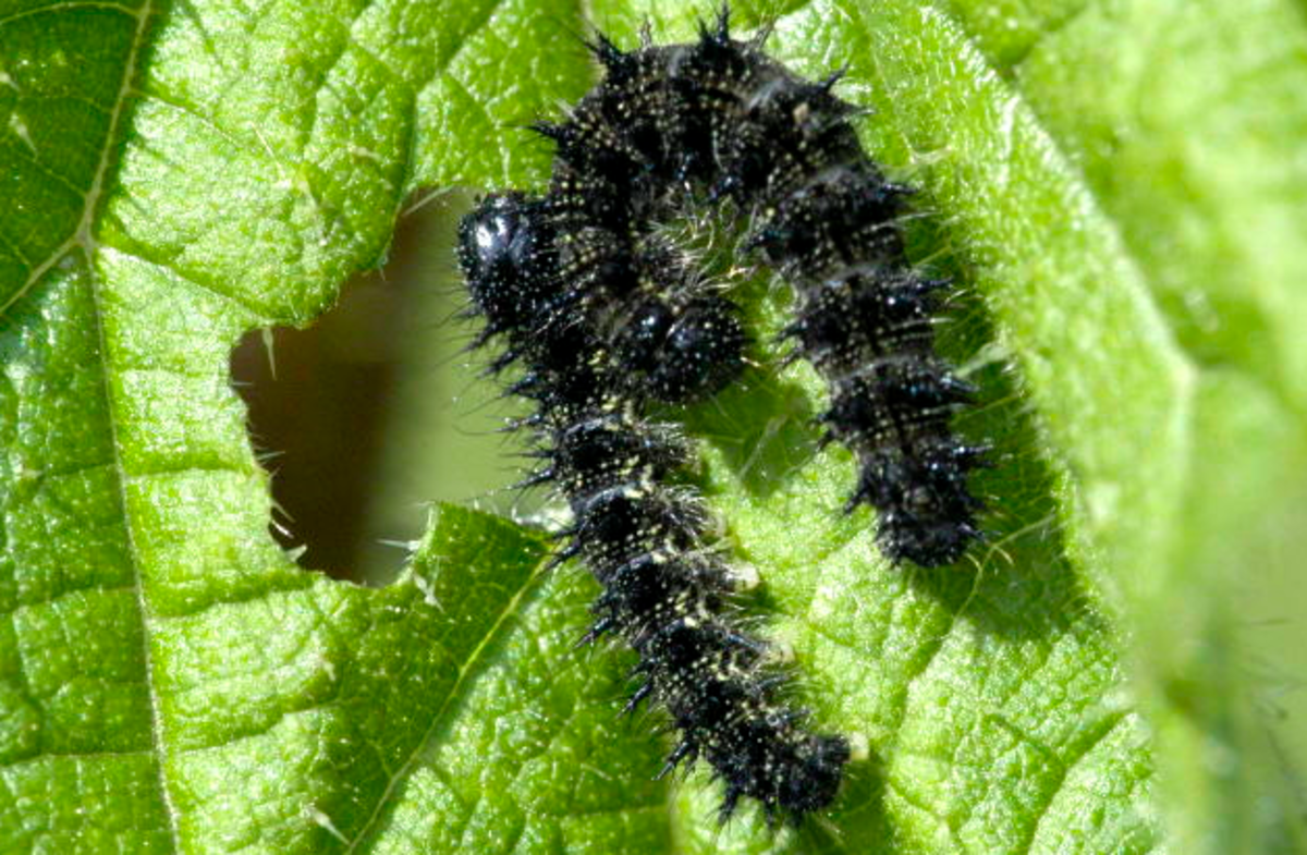 The red admiral caterpillar showing its spines