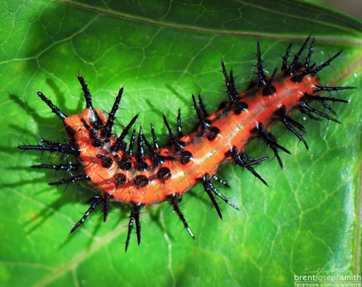 The beautiful spiny caterpillar of the gulf fritillary