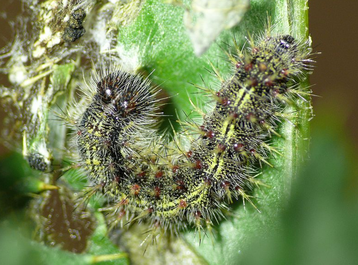 The painted lady caterpillar makes a nest in nettles