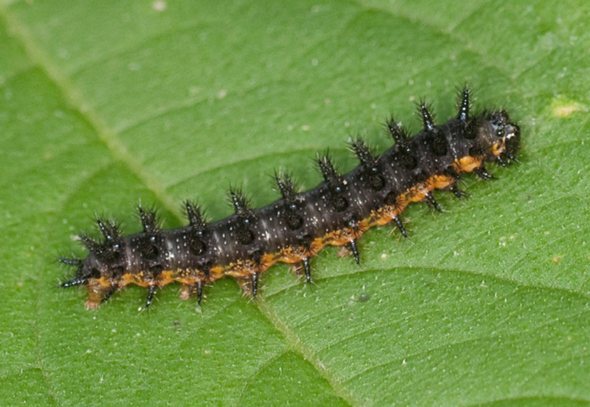 The spiny caterpillar of Edith's checkerspot is typical of the Nymphalidae family 
