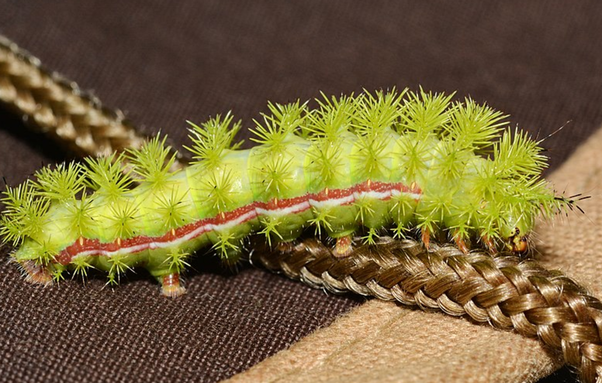 The io moth caterpillar is covered with venomous spines