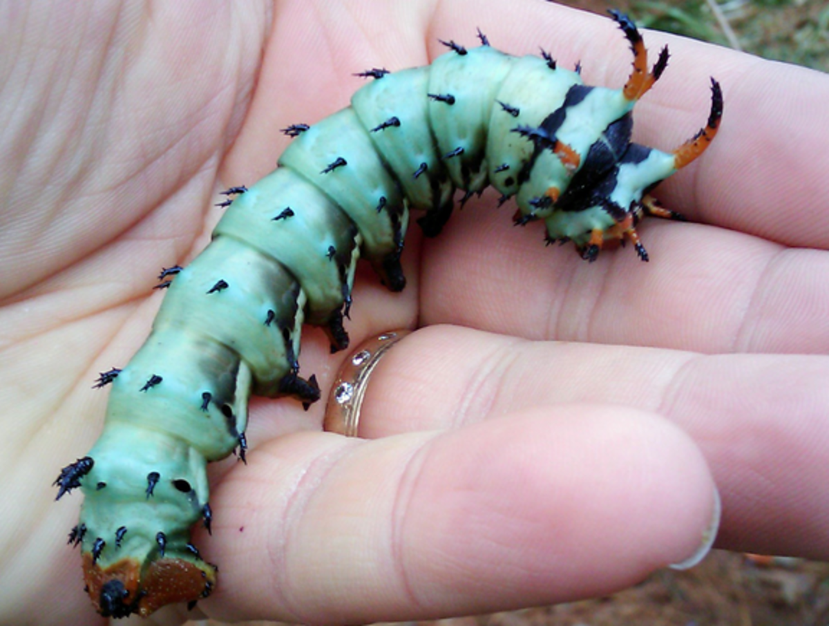 The very spiny caterpillar of the regal moth is one of the largest in the world -- this is a small one!