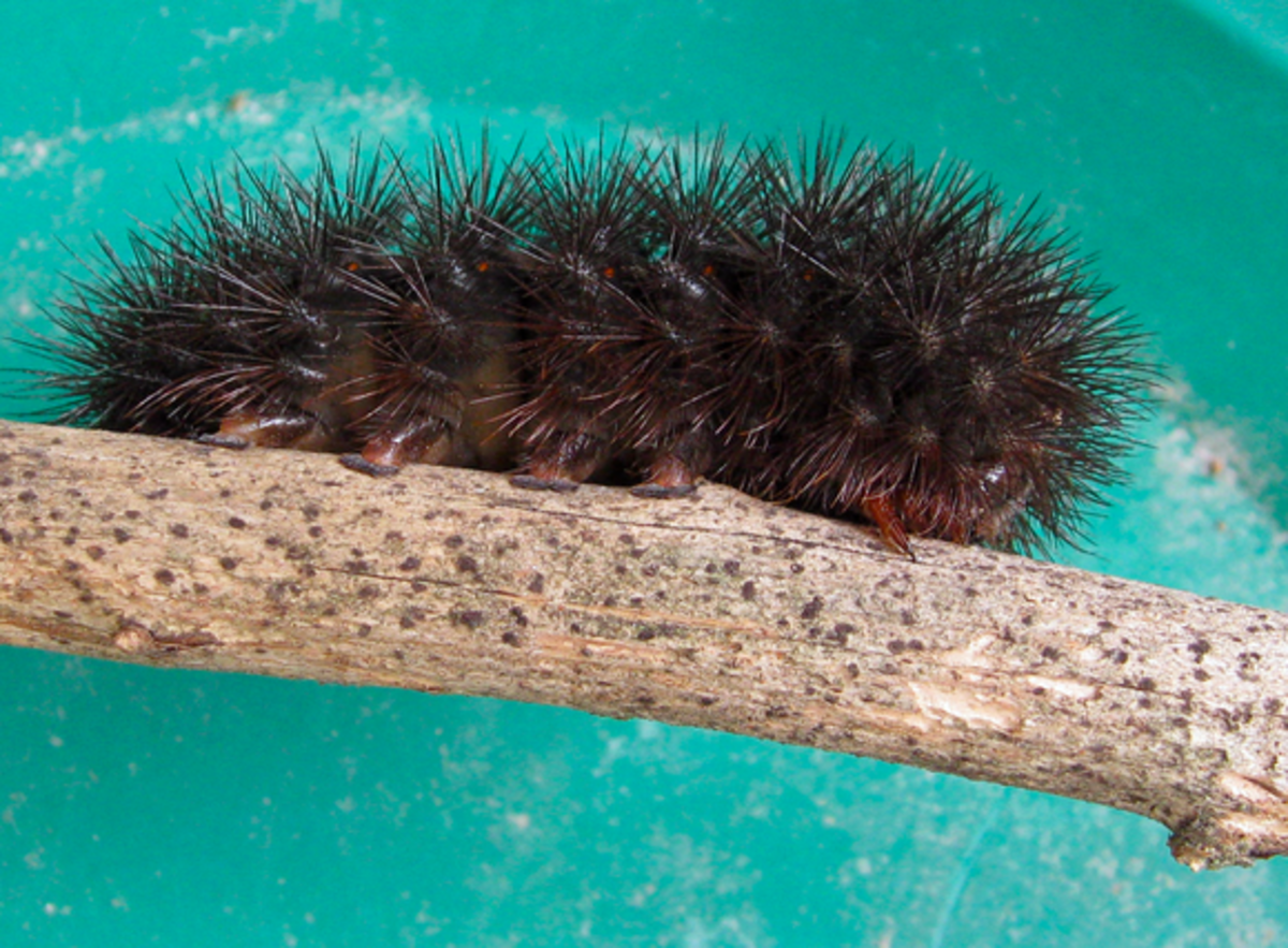 The spiny caterpillar of the giant leapord moth shows bright crimson bands when it rolls up