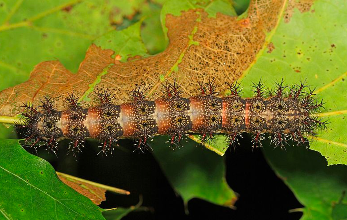 The spiny caterpillar of the buck moth has a venomous sting