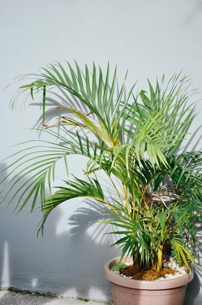 The parlor palm is a low-maintenance plant. Its leaves droop when it is thirsty.