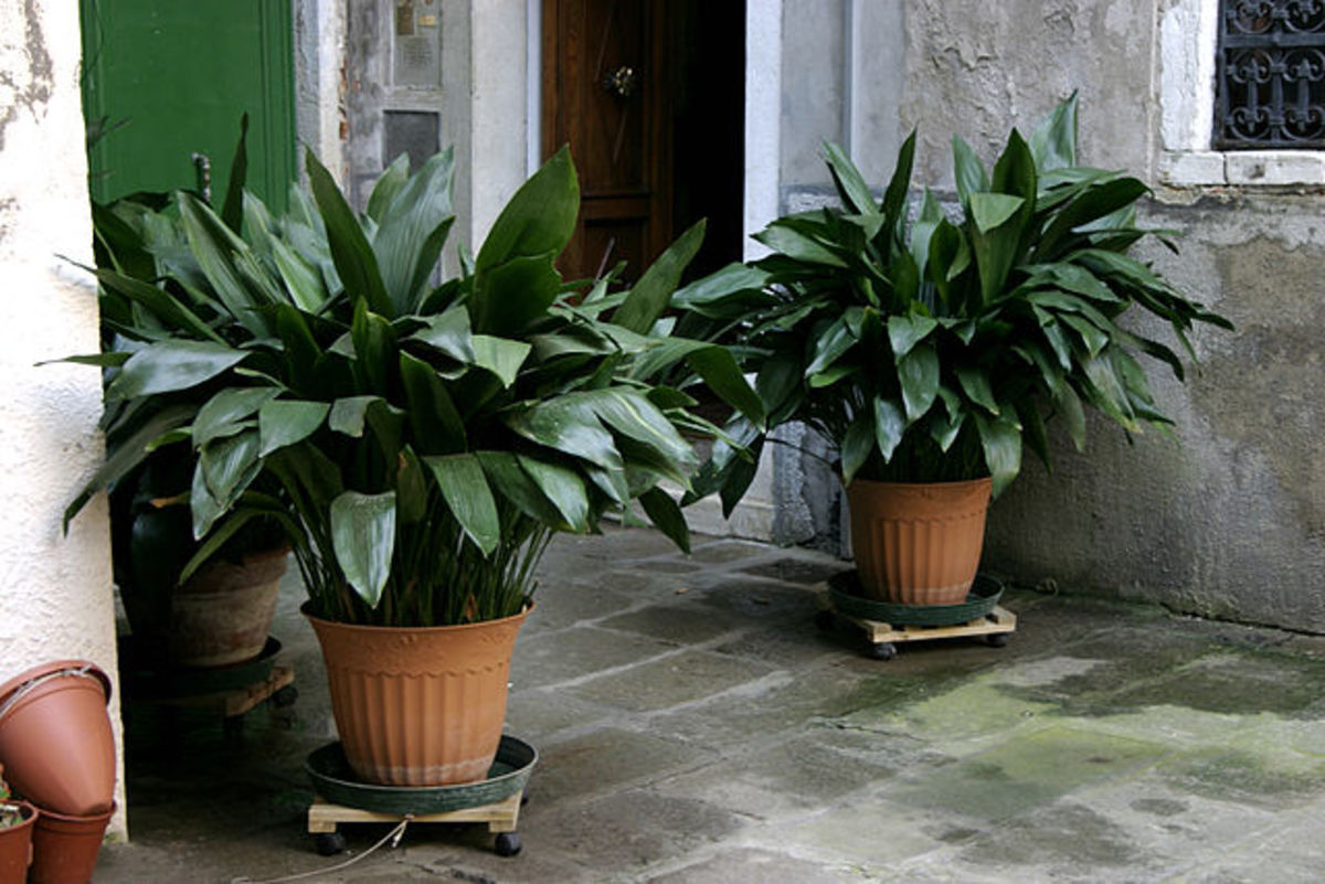 Cast iron plants are hardy and can live for decades.