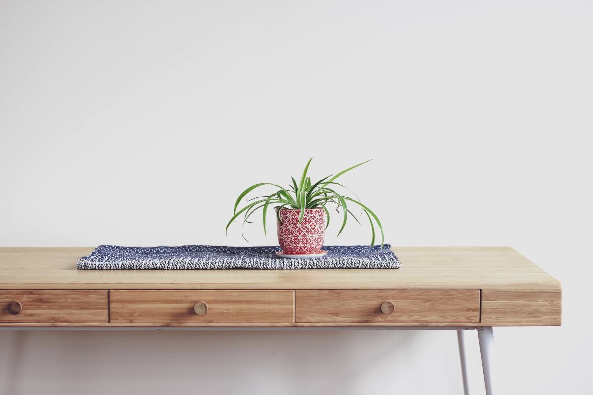 Spider plants are effective at cleaning the air. They're great for bedrooms and living rooms.