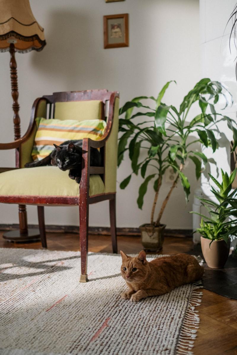 20 Indoor Plants That Are Safe for Cats