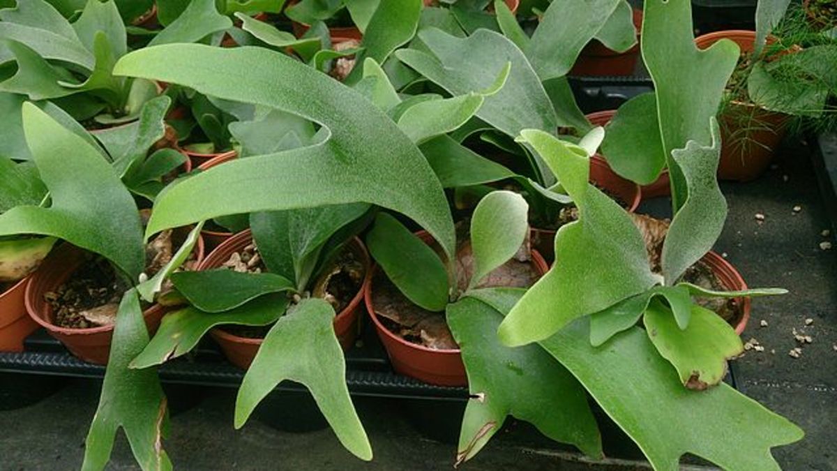 Staghorn ferns have a unique shape. They may prove challenging as an indoor plant, but with the right setup, you'll be fine.