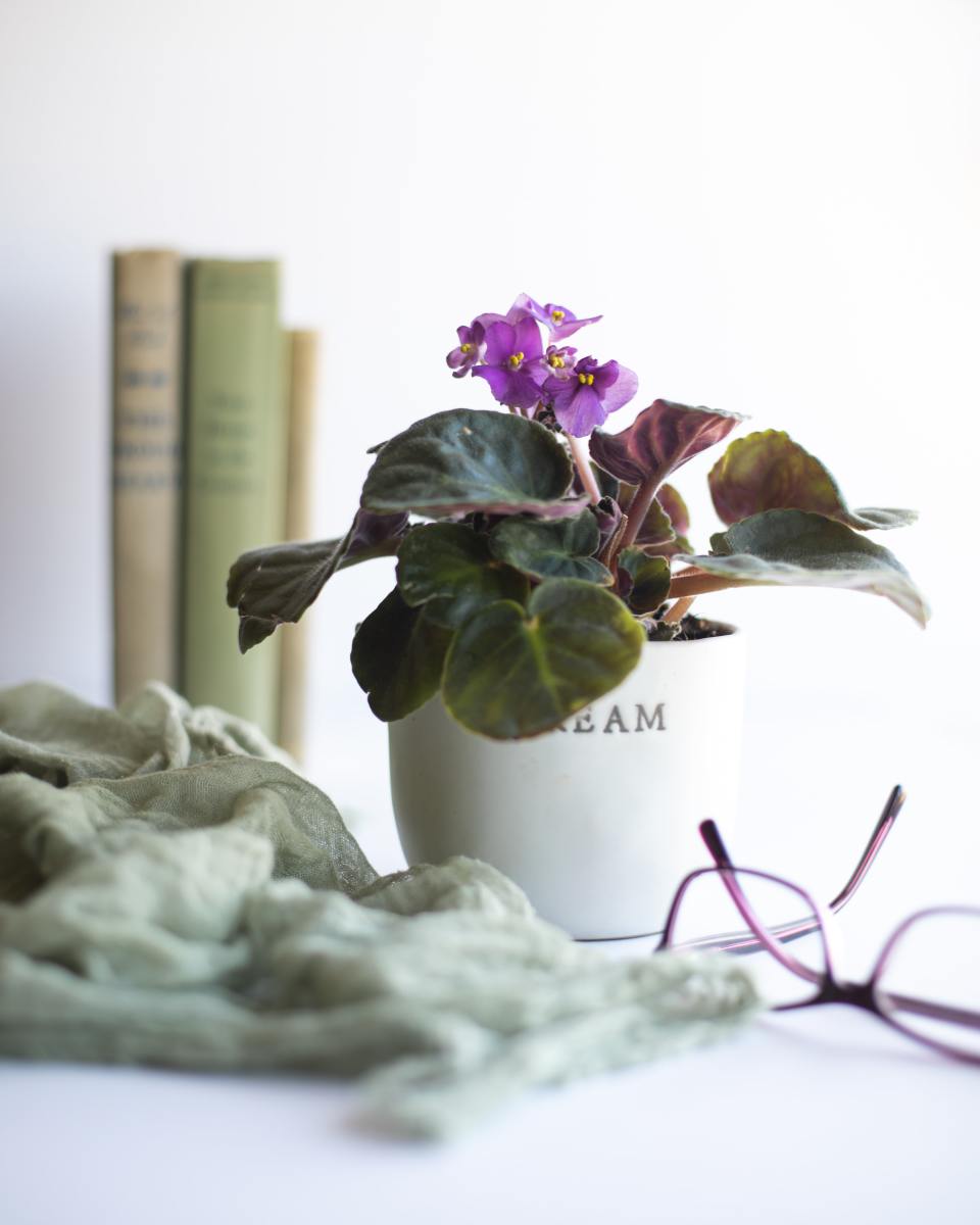 African violets add a pop of color to your space. 
