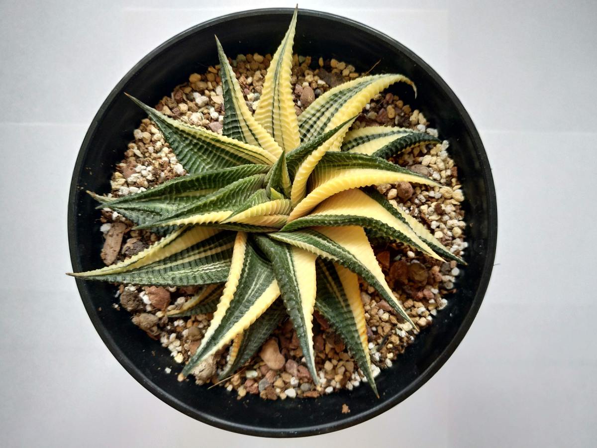 Haworthia is a genus of succulents. There is a variety of them, and they're safe for pets.