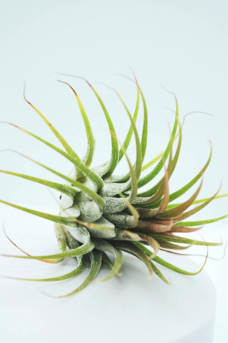 Air plants seem to work as if by magic. They don't need soil.