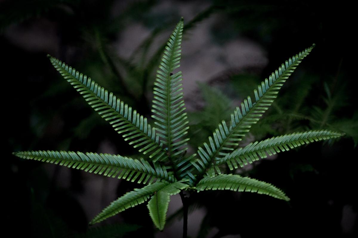 Hardy, robust, and reliable. Sword ferns are great for first-time indoor houseplant collectors.