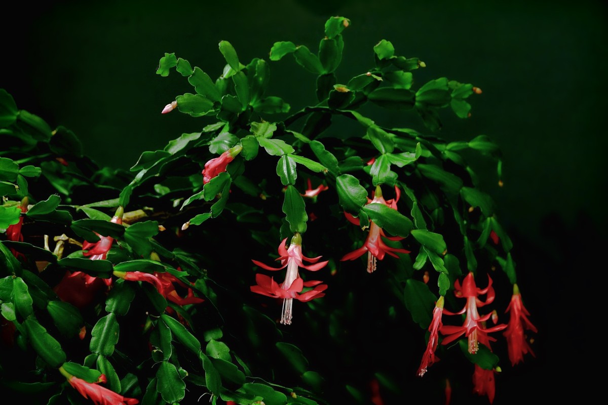 Christmas Cactus adds some color to your home in winter, and it's safe for your feline residents.