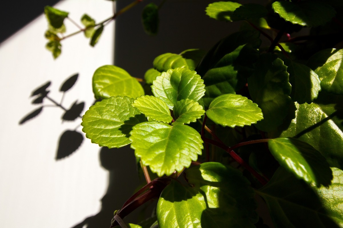 Swedish ivy has glossy green leaves that are rounded. The plant is aromatic.