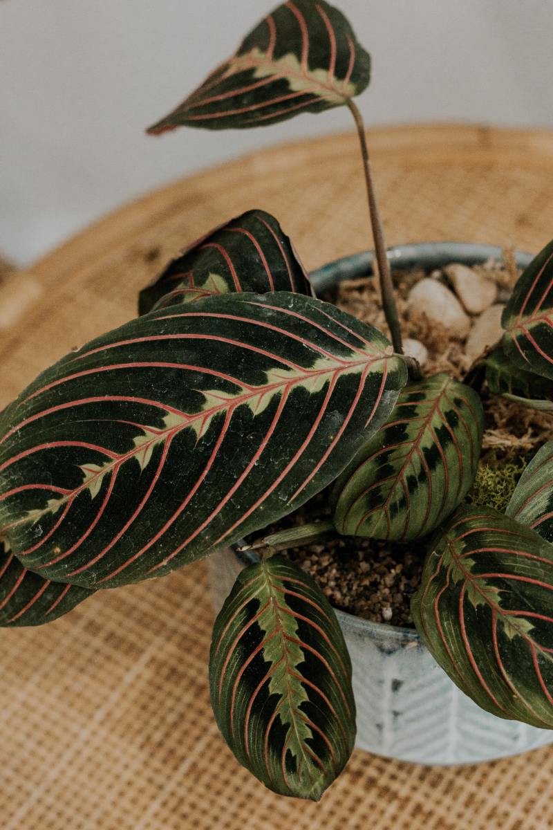 The prayer plant is known for its leaves that fold at night, making it look like hands in prayer.