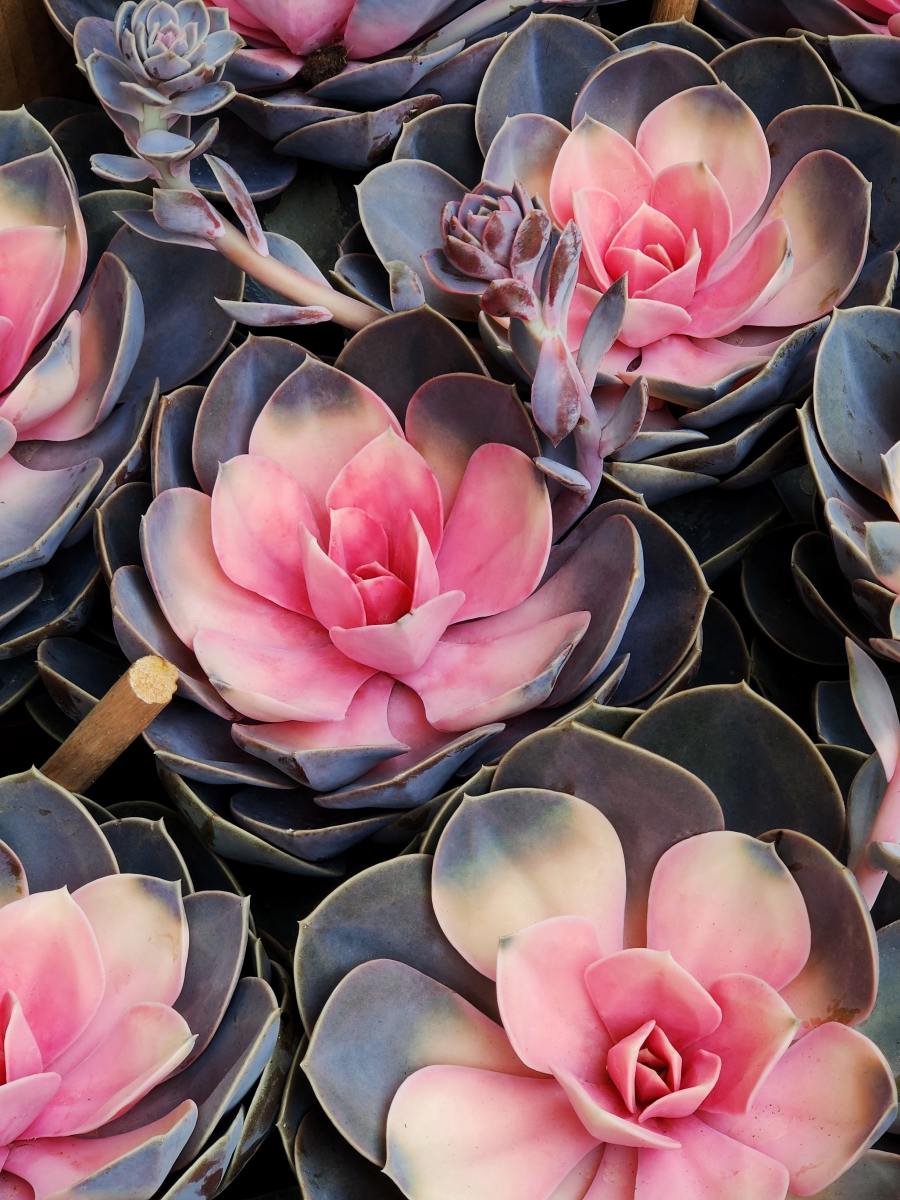 Isn't that touch of pink gorgeous? Echeveria plants are generally small and come in pretty colors and funky shapes.