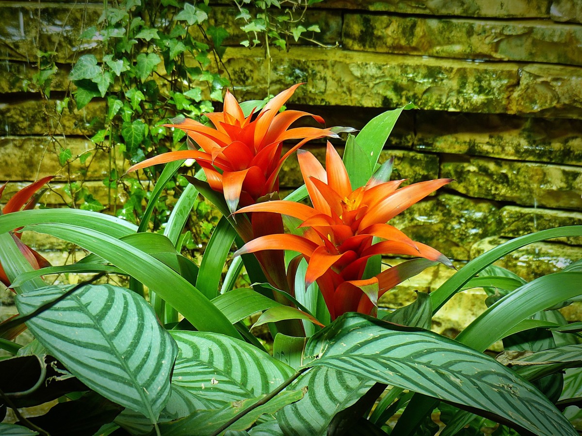 Bromeliads are tropical plants with a variety of colorful blooms.