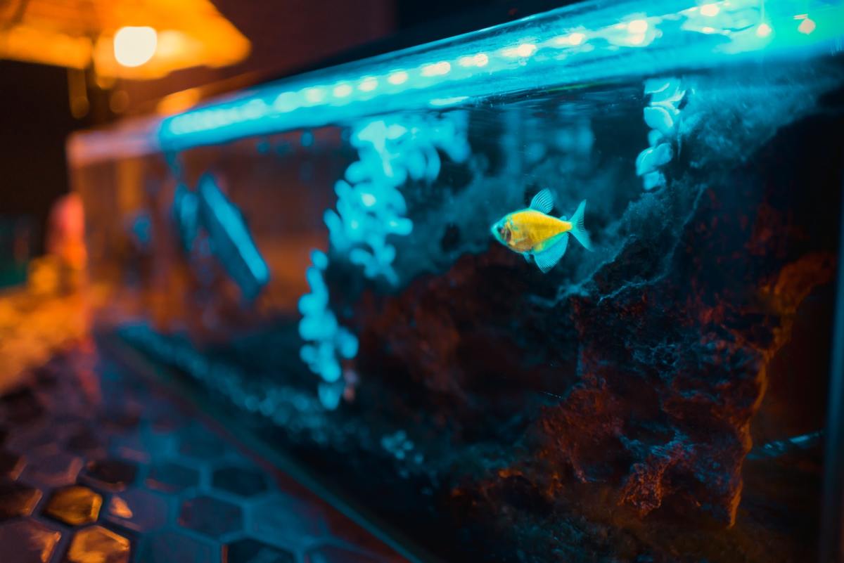 The One-Inch-Per-Gallon Rule for Aquarium Fish
