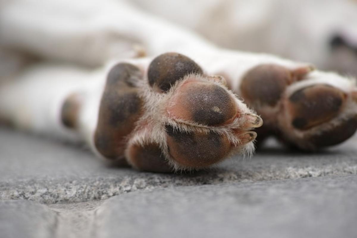 The first signs of Alabama Rot are often sores on the paws