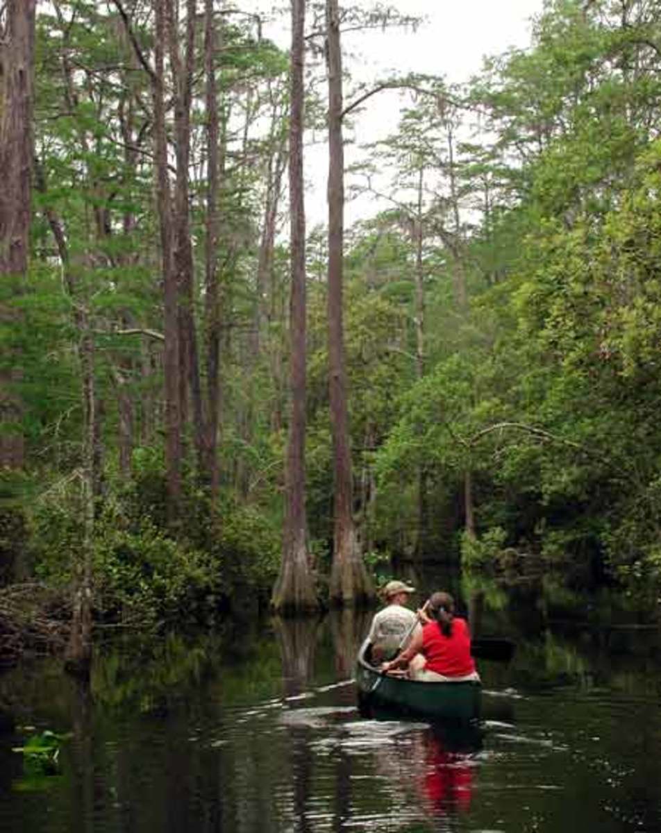 Georgia's Okefenokee Swamp
