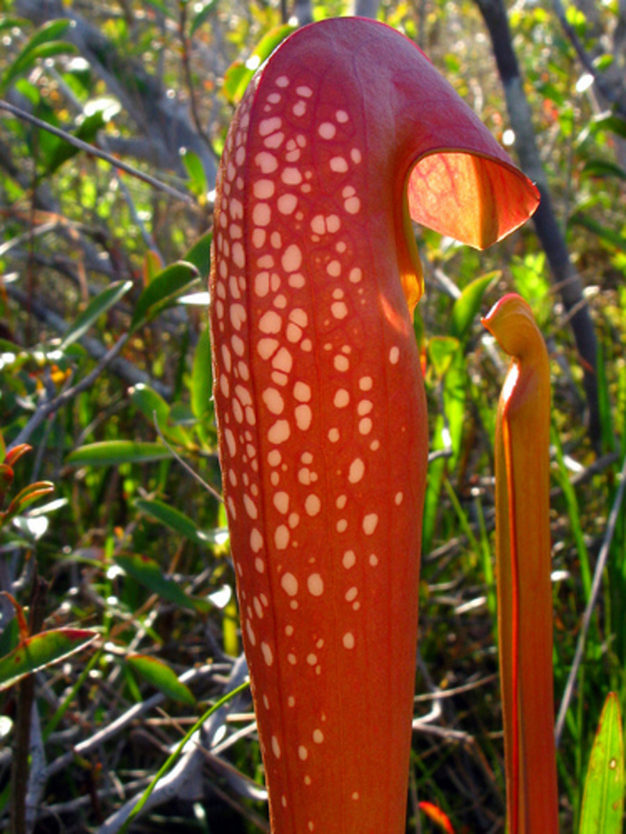 One of the carnivorous plants of the swamp.