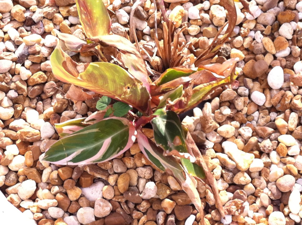 This is a red variegated ginger planted in full sun, and in rocks that become scorchingly hot in the summer sun.