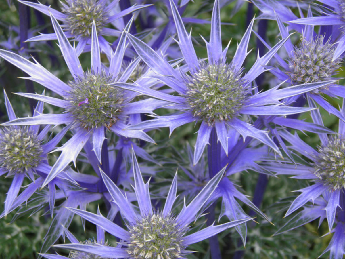 Spiky sea holly is fast becoming a favourite in gardens.