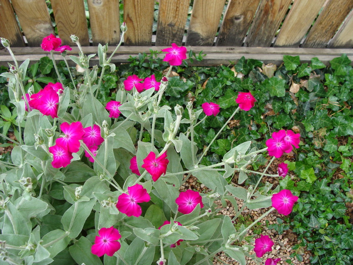 Brilliant colour and fuzzy gray-green foliage make rose campion outstanding.