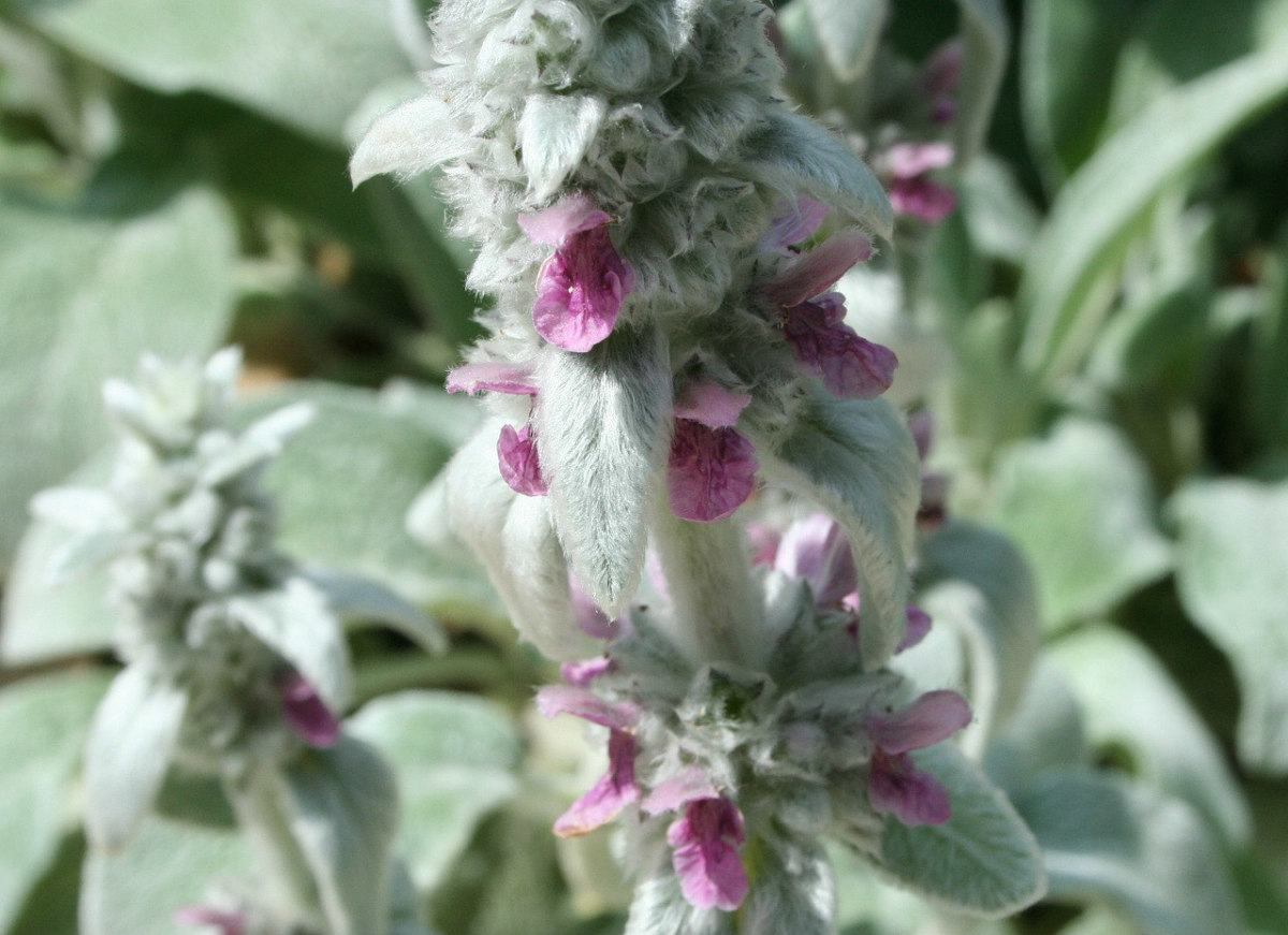Stachys leaves resemble fuzzy lamb ears.
