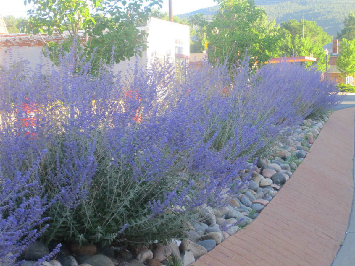 The silvery stems and leaves of Russian sage complement the lavender purple blooms.