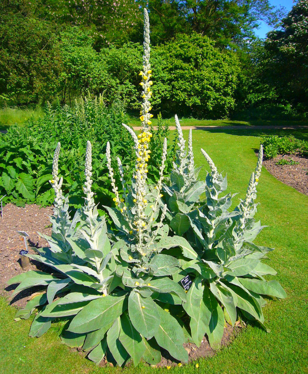 Tall verbascum adds a majestic touch.