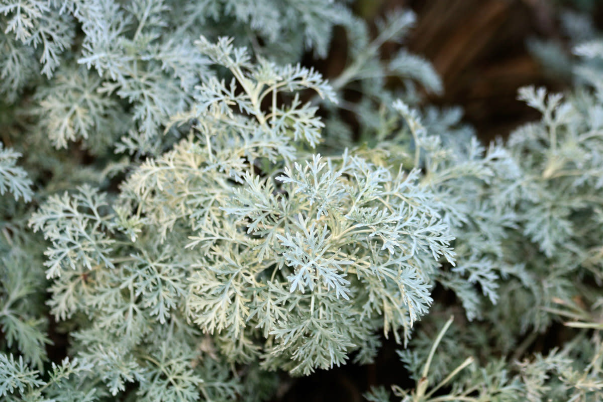 Light Up Your Garden With Silvery Foliage Plants