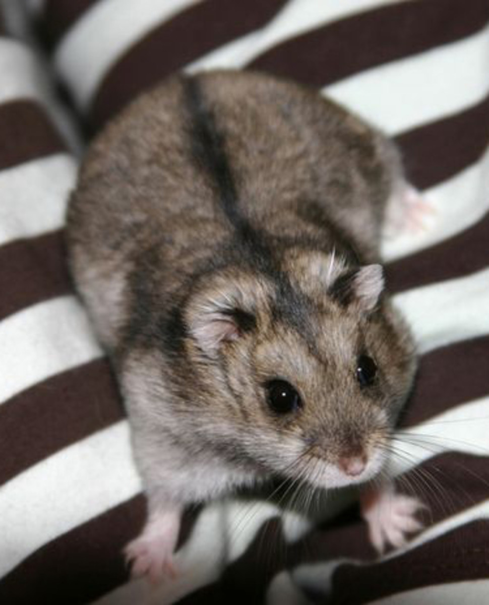 Russian Dwarf Hamsters make wonderful pets and they can be kept in groups unlike Syrian Hamsters which can fight to the death.