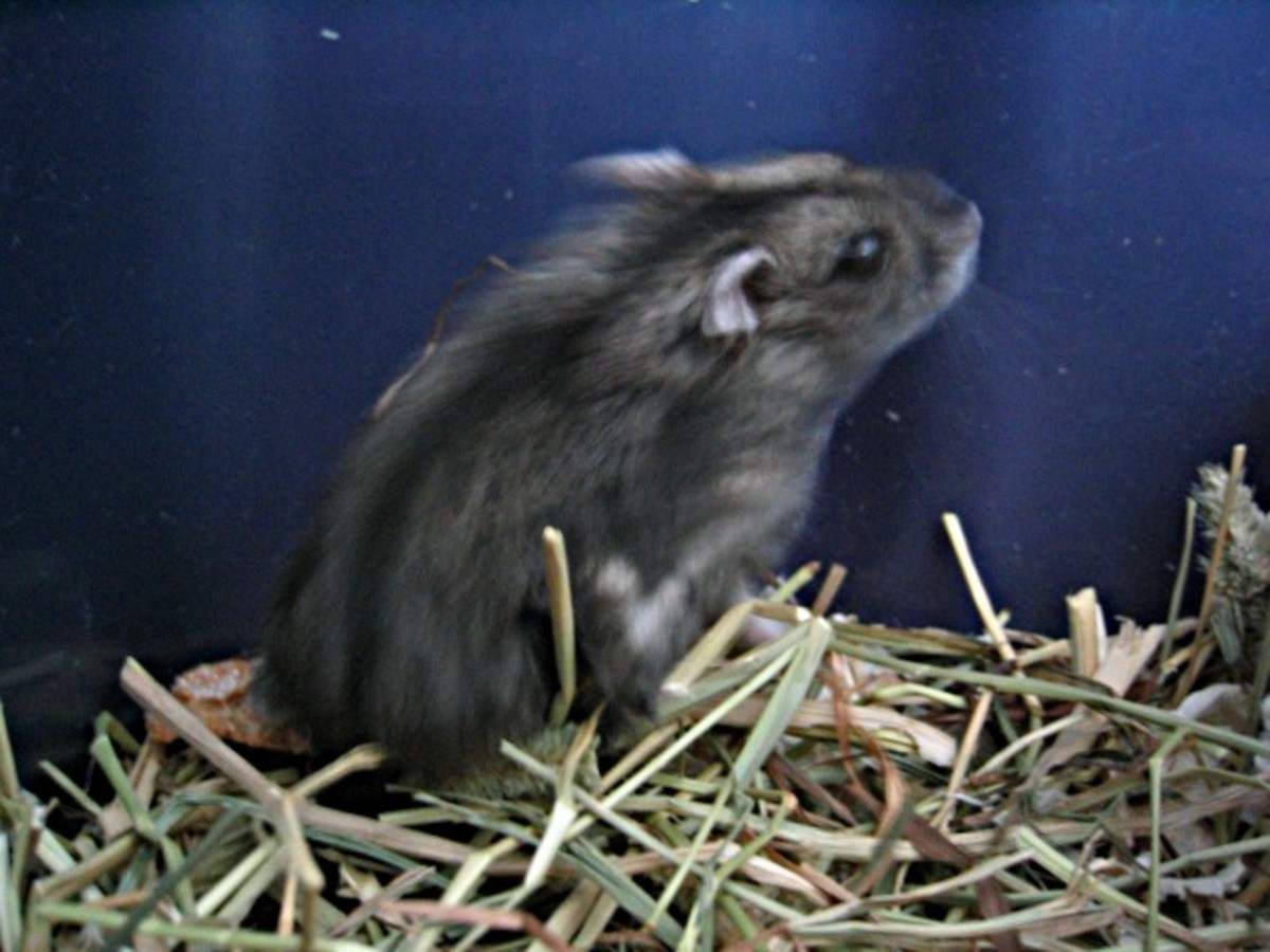 Here is the typical Russian Dwarf Hamster that you will encounter in North American pet shops. 