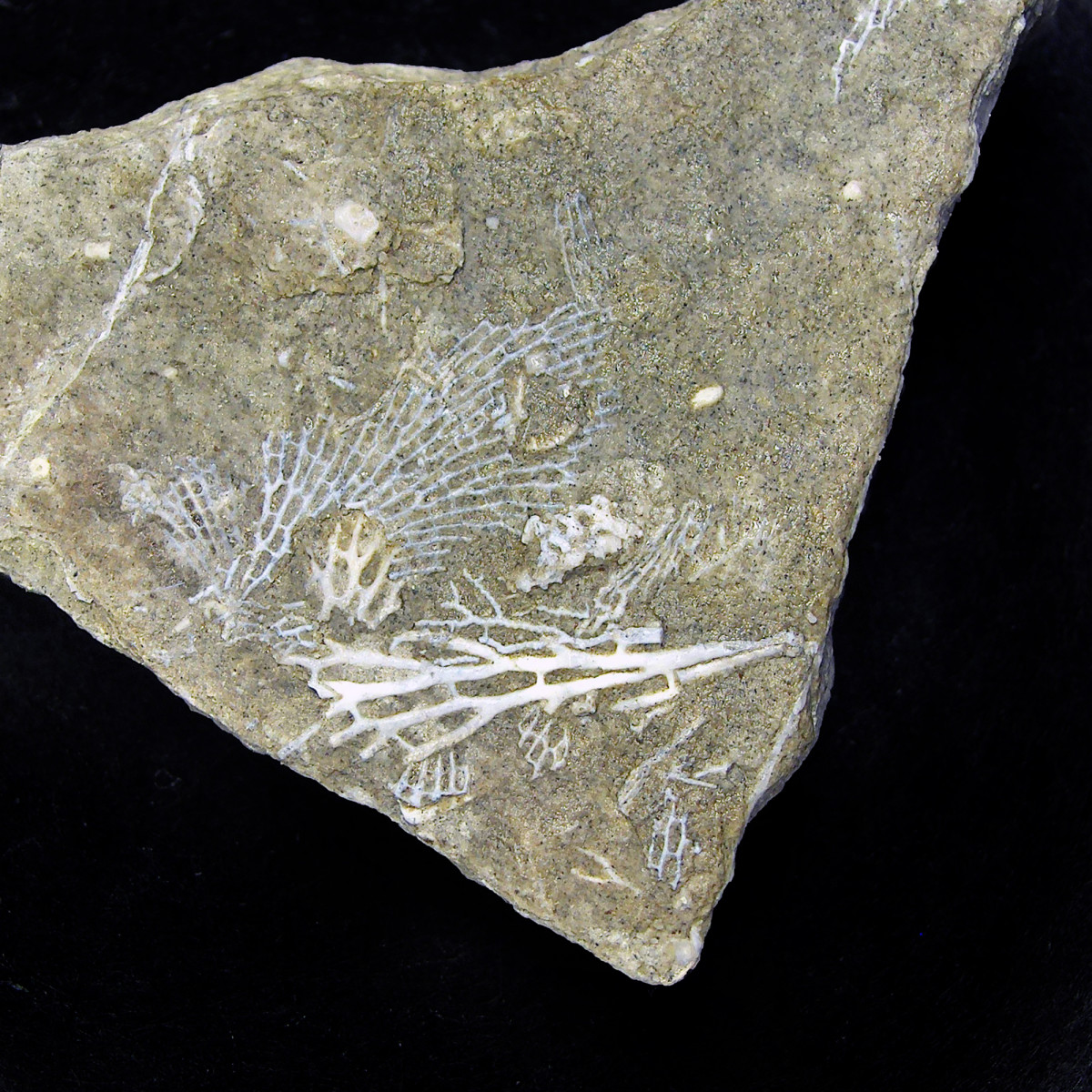 Bryozoan (Lace Coral) Fossil found Lake Michigan