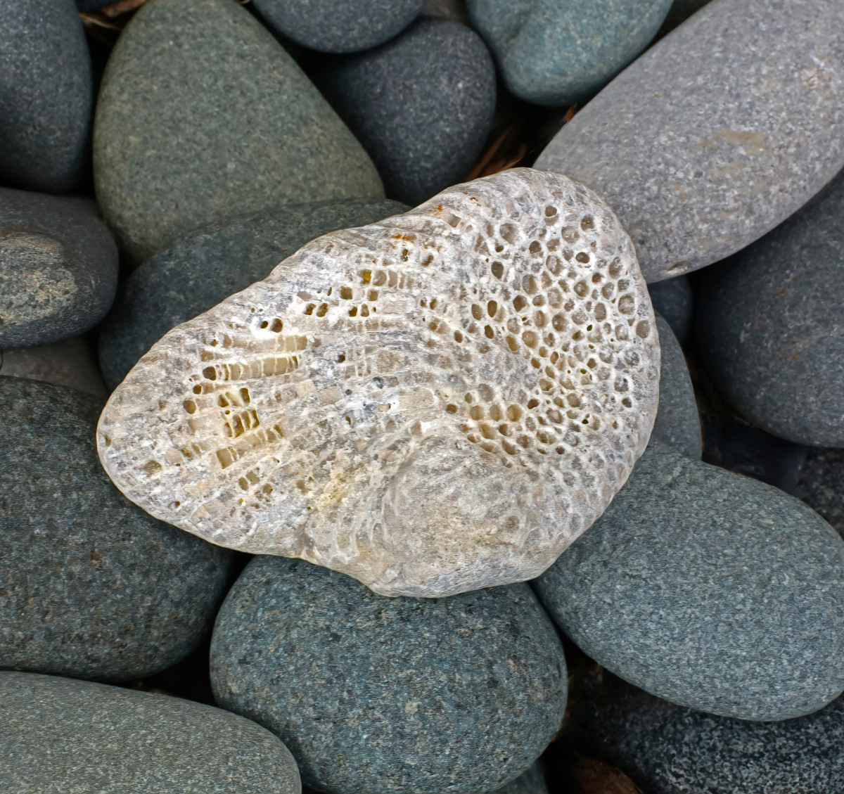 Lake Michigan Beach Favosites Honeycomb Coral Fossil (Charlevoix Stone)