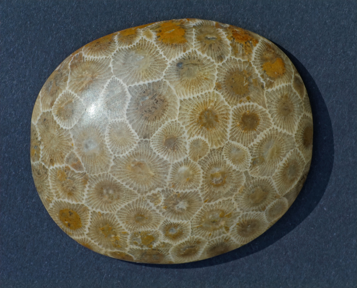 Polished Petoskey Stone Coral Fossil  (Hexagonaria, percarinata) Reveals Beautiful Corallite Patterns