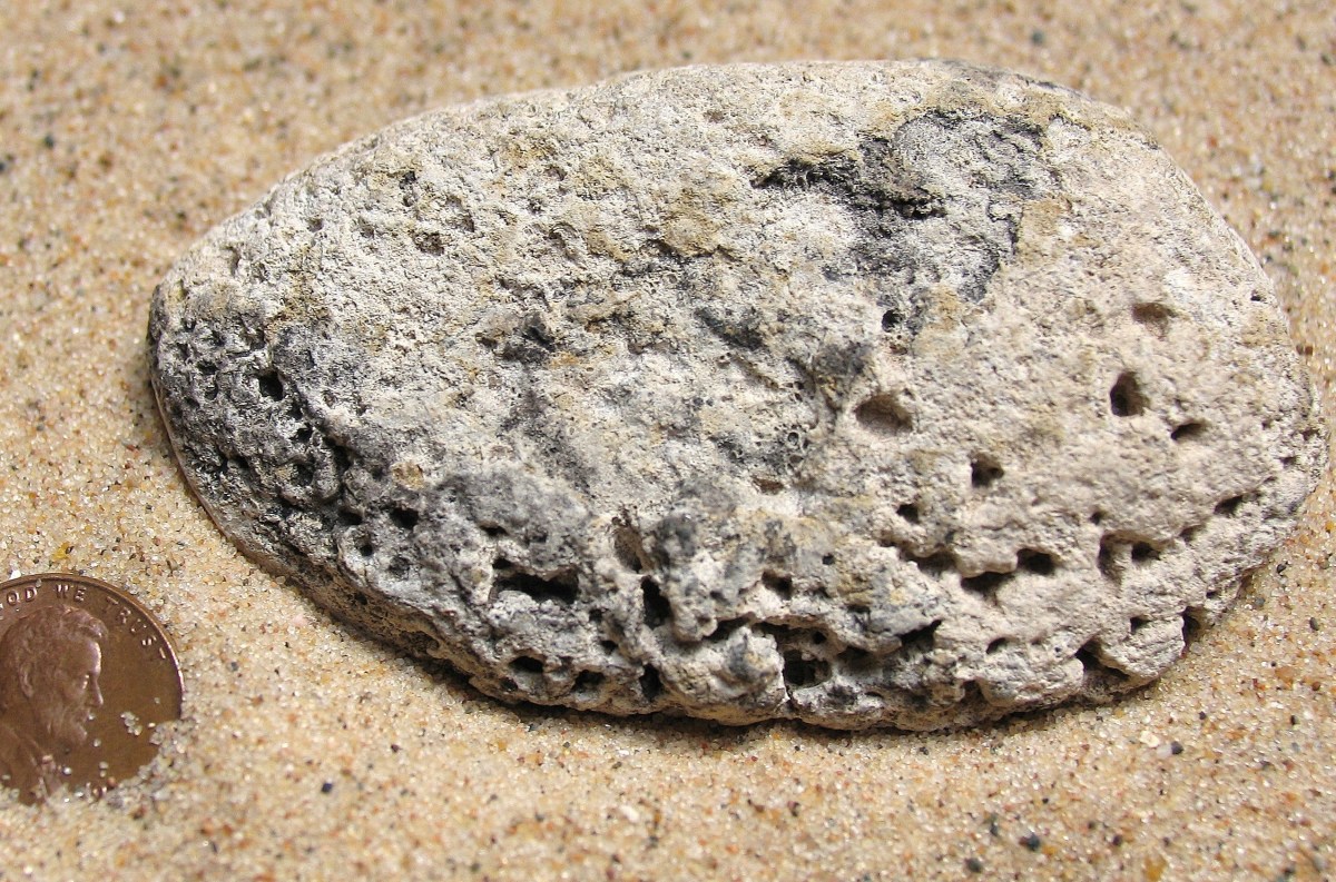Lake Michigan Encrusted Clam Shell Fossil