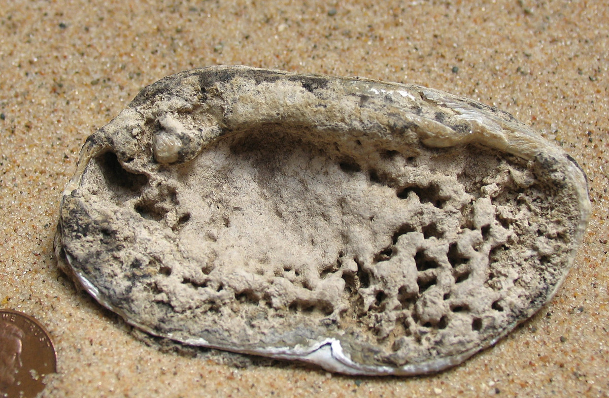 Lake Michigan Encrusted Clam Shell Fossil (Internal Side) 