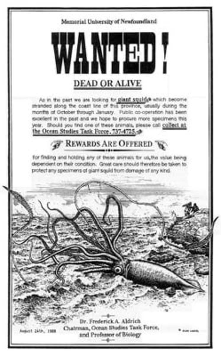 Wanted Poster For Squid Specimens