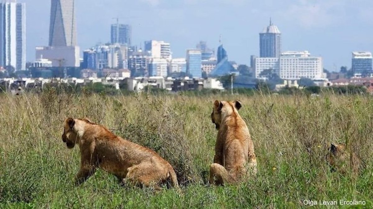 Lions in Nairobi National park