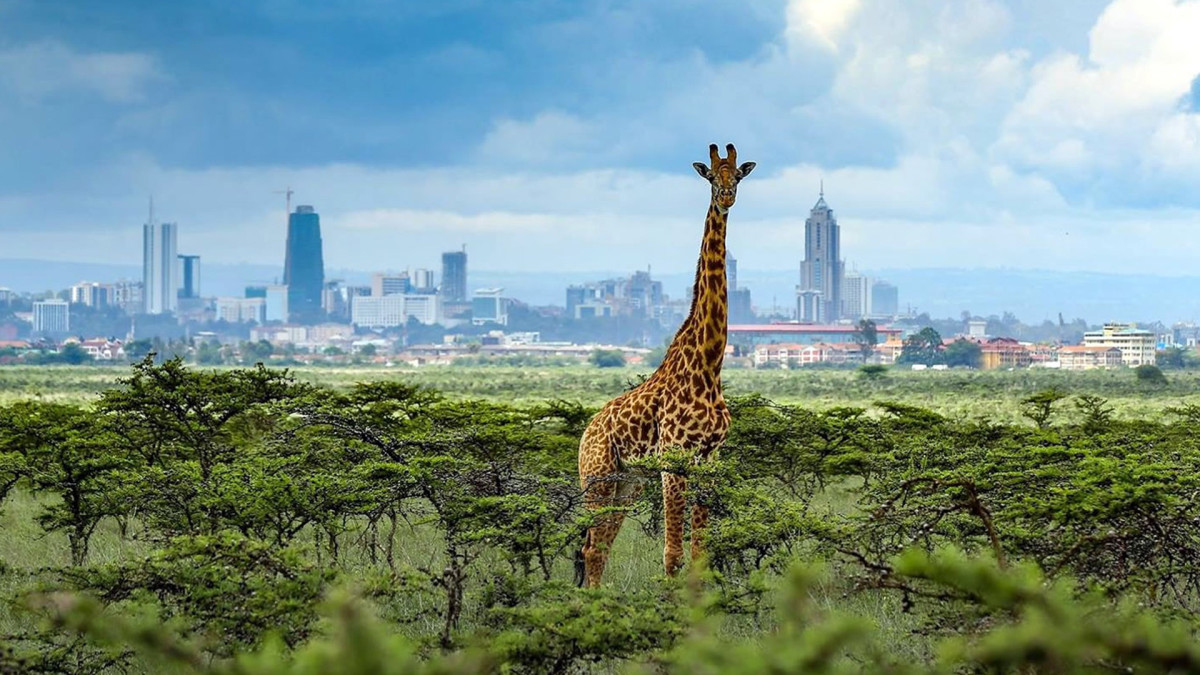 Giraffe in Nairobi National Park with acacia trees