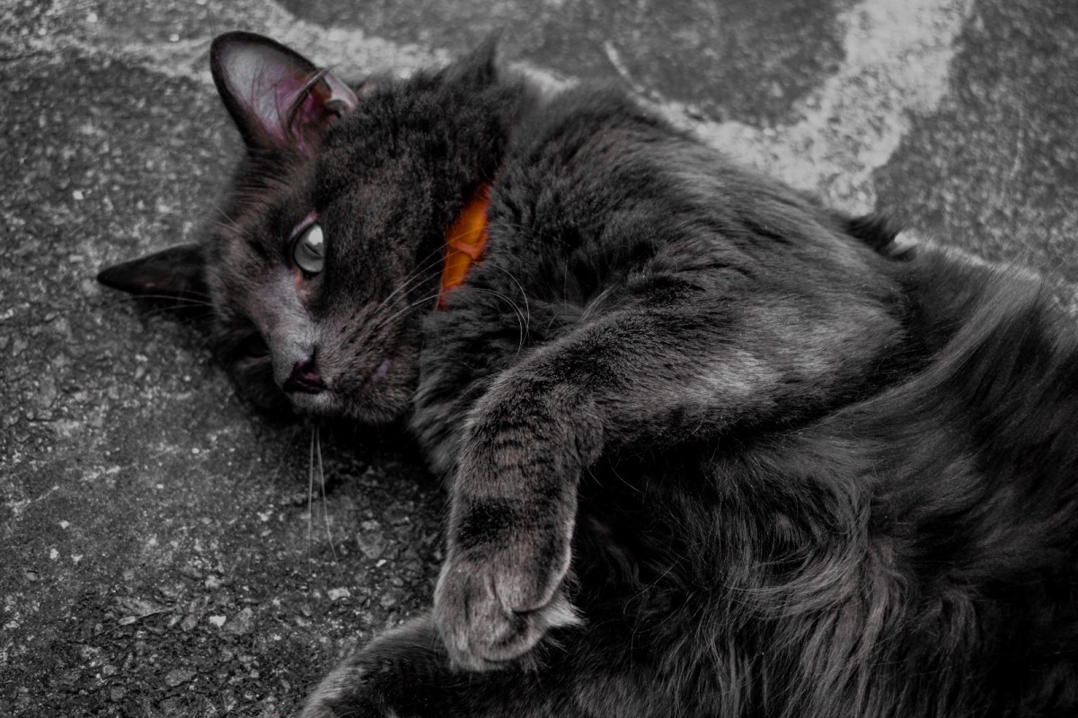 black-cats-cute-and-misunderstood