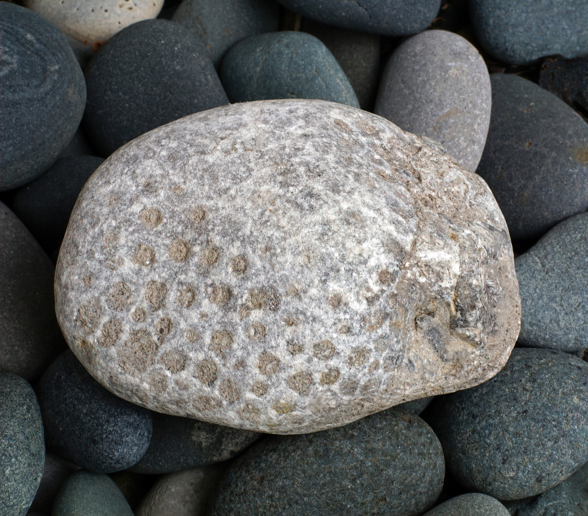 Petoskey Stone (Hexagonaria, percarinata) Coral Fossil, Lake Michgian Smoothed