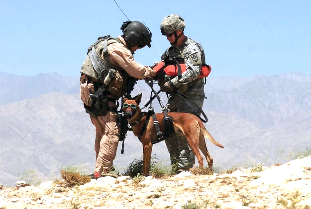 Military Dog 