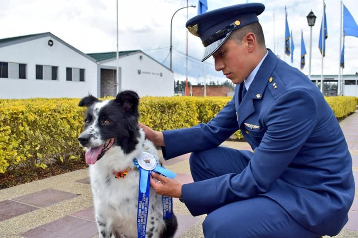 Border Collie (Colombian Air Force)
